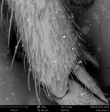 sem-image2